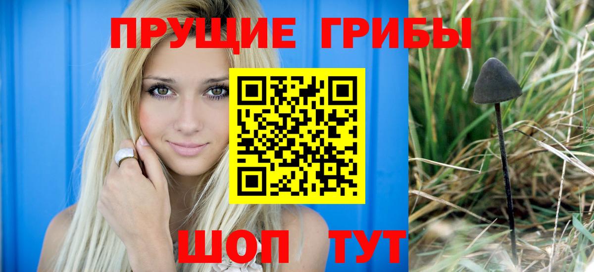 Тихвин  закладка  Вход с VPN  Псилоцибиновые грибы Cubensis  Псилоцибиновые грибы Psilocybe 